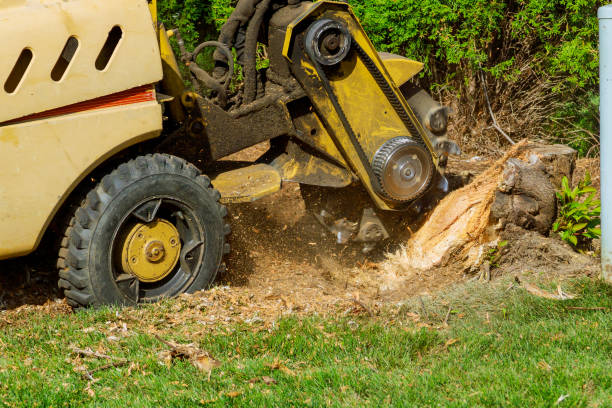 Best Tree Trimming and Pruning  in Oxnard, CA