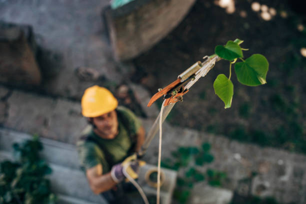 Best Arborist Consultation Services  in Oxnard, CA