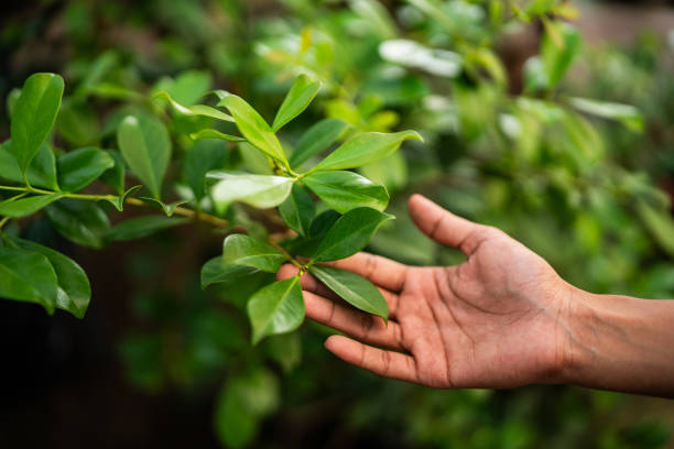  Oxnard, CA Tree Removal Pros