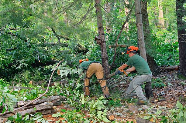 Best Tree Disease Treatment  in Oxnard, CA