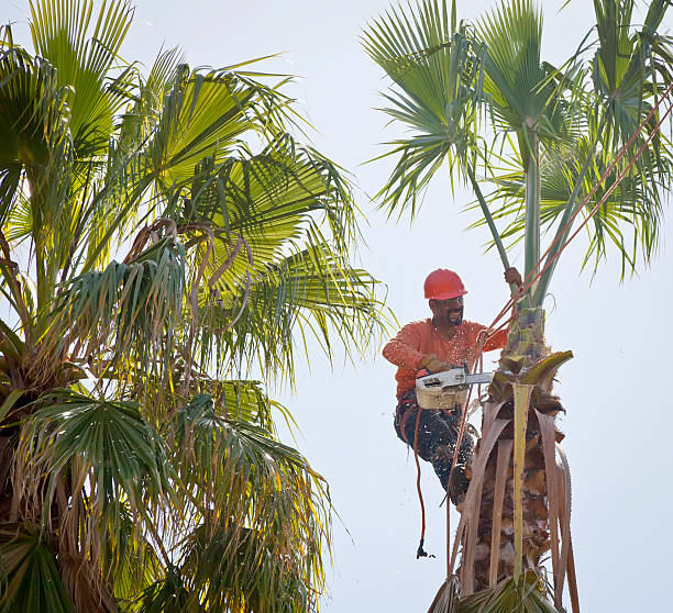 Best Weed Control  in Oxnard, CA