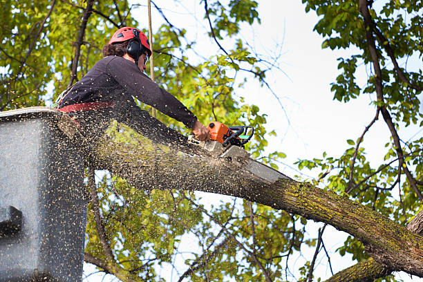 Best Root Management and Removal  in Oxnard, CA