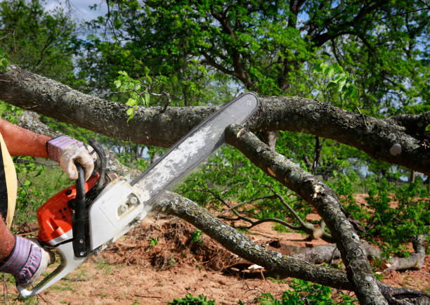 Best Hazardous Tree Removal  in Oxnard, CA